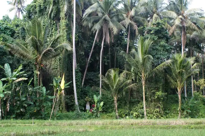 Rural scenery of Goa Gajah