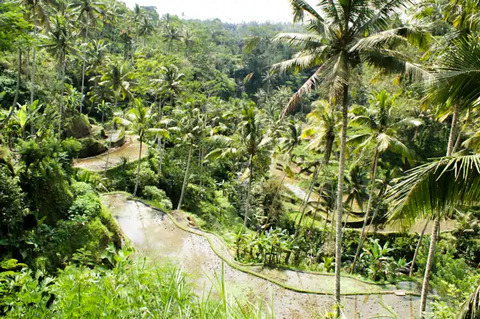 Gunung Kawi Rice Terrace